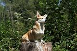 CORGI PEMBROKE 228